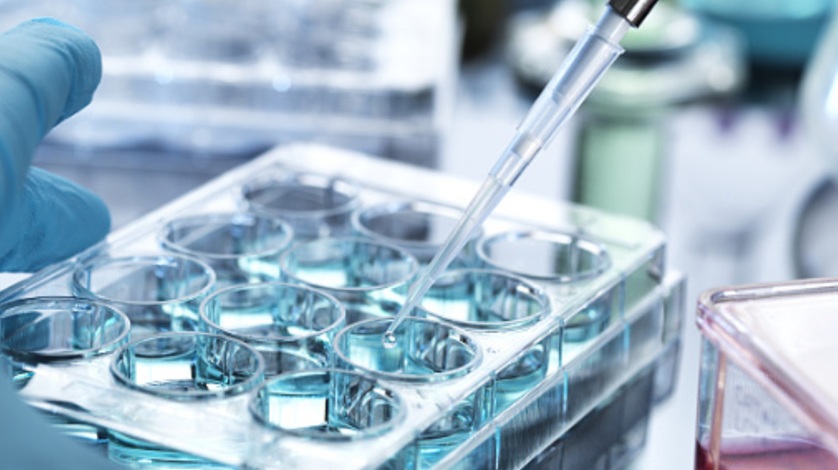 Image of stem cell culturing